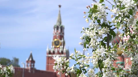 Blooming fruit tree next to Moscow Kremlin Stock Footage 274215977