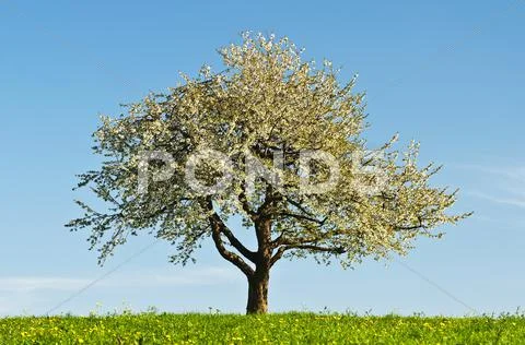 Blooming fruit tree Stock Photos