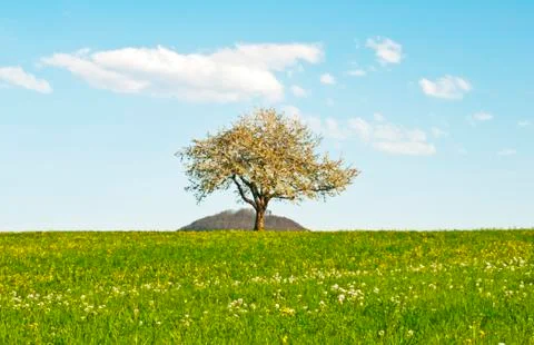 Blooming fruit tree Stock Photos