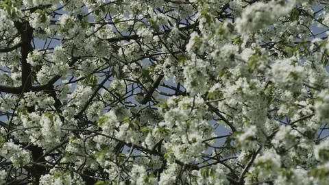 Blooming fruit tree in spring time - blossom time - flowering season 스톡 동영상 70493232