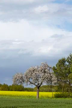 Blooming fruit tree in the sunlight with a dark sky Stock Photos