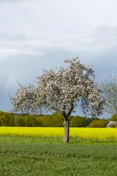 Blooming fruit tree in the sunlight with a dark sky Stock Photos