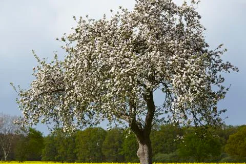 Blooming fruit tree in the sunlight with a dark sky Foto stock