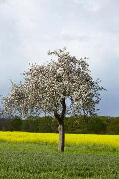 Blooming fruit tree in the sunlight with a dark sky Stock Photos
