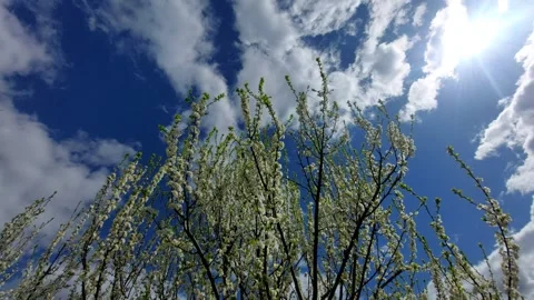 Blooming fruit tree with white flowers against blue sky and bright sun Stock Footage 333641746