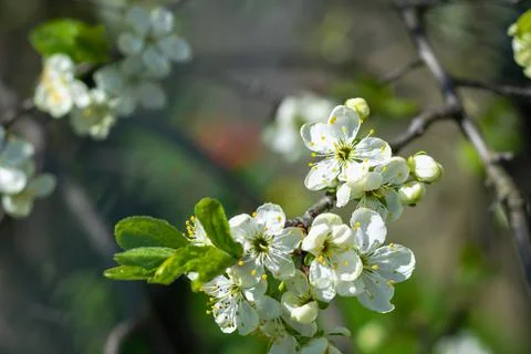 Blooming fruit trees. Blooming spring garden.Natural background. Stock Photos