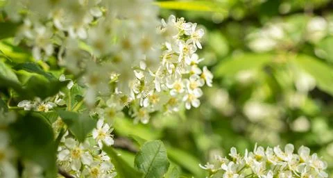 Blooming fruit trees general plan with place for text Stock Photos