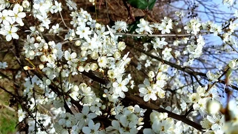 Blooming fruit trees. Peach, Plum. A flower blossomed on a tree Stock Footage 238458032