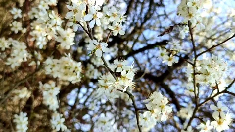 Blooming fruit trees. Peach, Plum. A flower blossomed on a tree Stock Footage 238458042