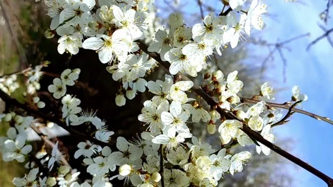 Blooming fruit trees. Peach, Plum. A flower blossomed on a tree Stock Footage 238458043