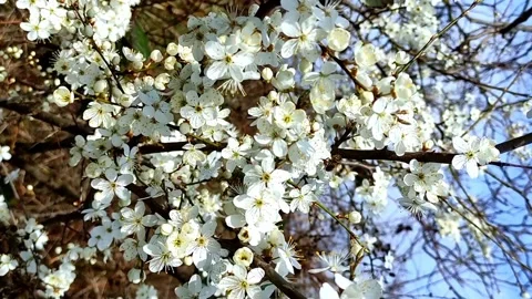 Blooming fruit trees. Peach, Plum. A flower blossomed on a tree Stock Footage 238458082