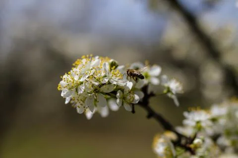 Blooming fruit trees in spring garden Stock Photos