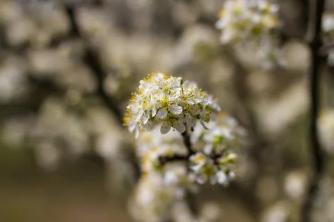 Blooming fruit trees in spring garden Stock Photos
