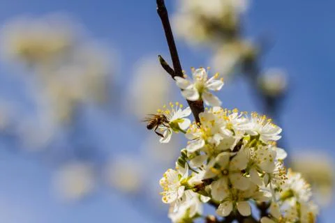 Blooming fruit trees in spring garden Foto stock