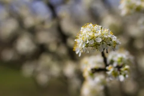 Blooming fruit trees in spring garden Foto stock