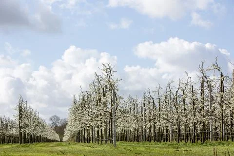 Blooming fruit trees under blue sky with clouds in spring in holland Stock Photos
