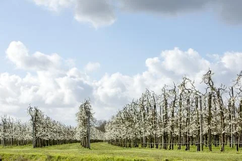 Blooming fruit trees under blue sky with clouds in spring in holland Stock Photos