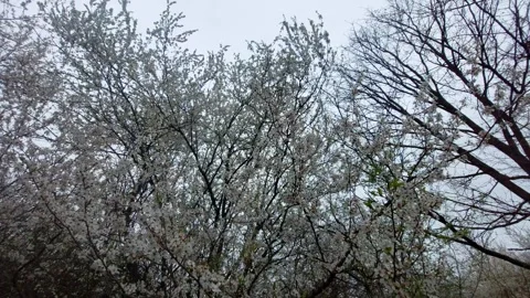 Blooming fruit trees with white flowers against cloudy sky in spring Vídeos de archivo 333641583
