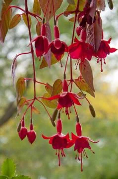 Blooming fuchsia Stock Photos