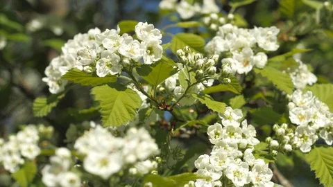 Blooming garden. Branches of fruit tree in spring. White flowers close-up Stock Footage 90138643