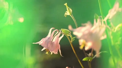 Blooming in the garden Catchment or Eagles or Aquilegia (Aquilegia L., 1753) Video stock 155035618