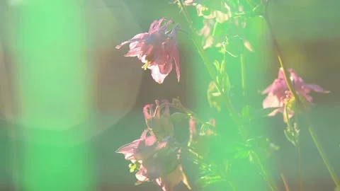 Blooming in the garden Catchment or Eagles or Aquilegia (Aquilegia L., 1753) Video stock 155035811