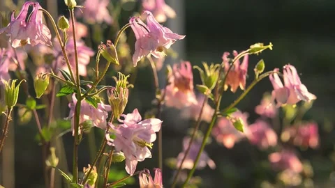 Blooming in the garden Catchment or Eagles or Aquilegia (Aquilegia L., 1753) Video stock 155035812