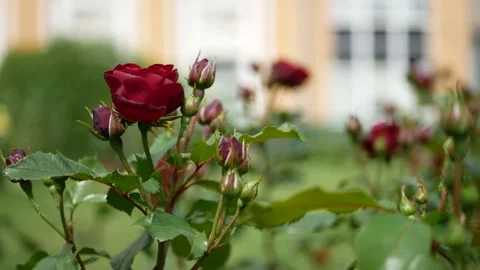 Blooming garden in early spring. Stock Footage 151633296