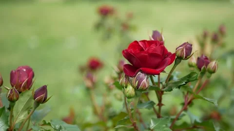 Blooming garden in early spring. Video stock 151633431