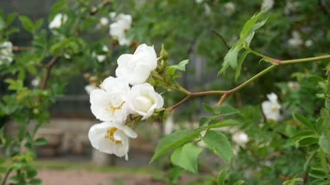 Blooming garden in early spring. Stock Footage 151633469