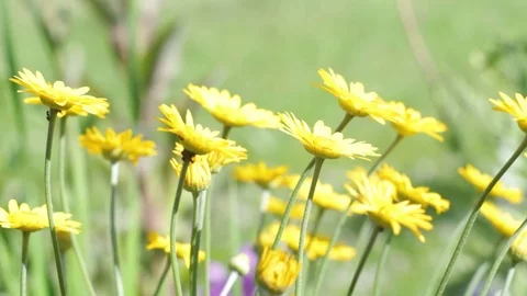 Blooming Garden Flowers Sequence Stock Footage 91676781
