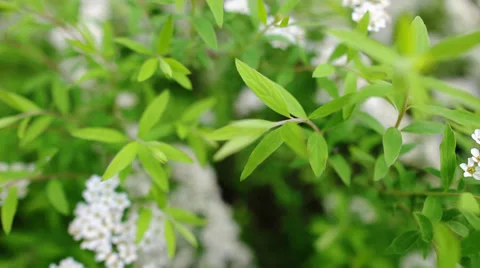Blooming garden Stockbeeldmateriaal 39401626