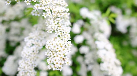 Blooming garden Stockbeeldmateriaal 40175146