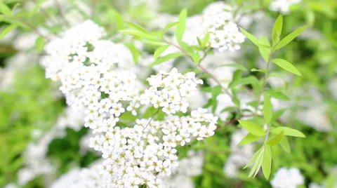 Blooming garden Stock Footage 42506172