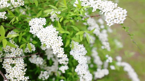 Blooming garden 스톡 동영상 43281823