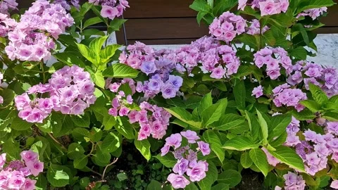 Blooming Garden Hydrangea, Bigleaf Hydrangea in the Garden on a Bright Sunny Day Stock Footage 296092524