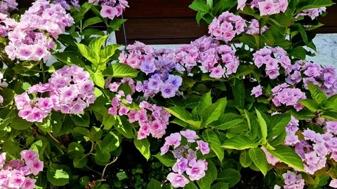 Blooming Garden Hydrangea, Large-leaved Hydrangea in the Garden on a Sunny Day,  Stock Footage 296092525