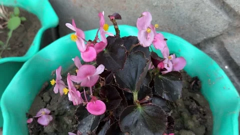 Blooming Garden Landscape, Fresh Spring Beauty, Peaceful Outdoor Environment 스톡 동영상 337190799