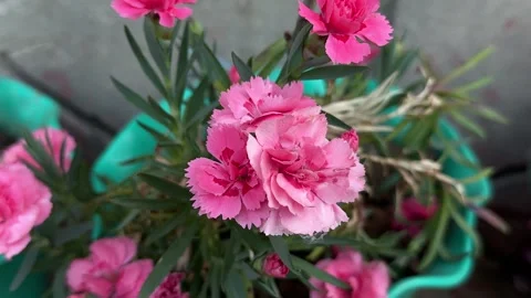 Blooming Garden Landscape, Fresh Spring Beauty, Peaceful Outdoor Environment 스톡 동영상 337190893