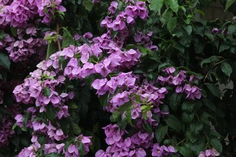 Blooming garden Stock-Fotos