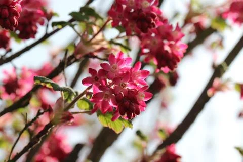 Blooming garden Stock Photos