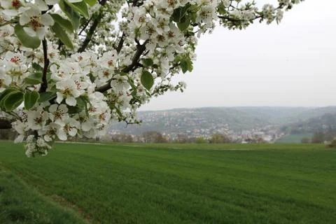 Blooming garden Stock Photos