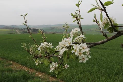 Blooming garden Stock-Fotos