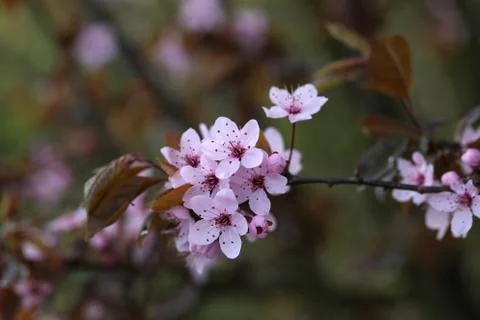 Blooming garden Stock Photos