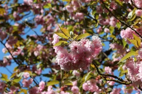 Blooming garden Foto stock