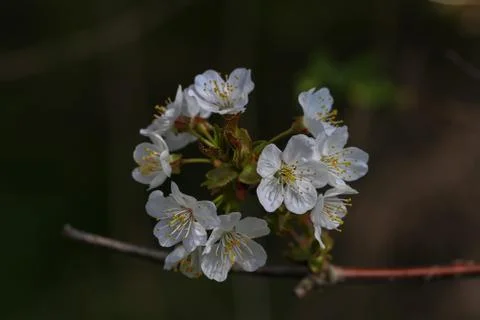 Blooming garden Stock-Fotos