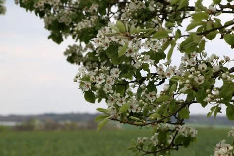 Blooming garden Foto stock