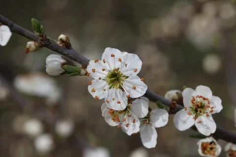Blooming garden Stock Photos
