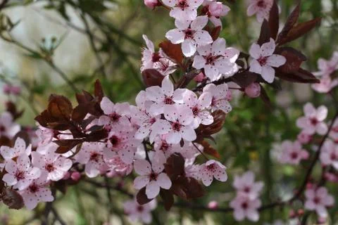 Blooming garden Stock Photos