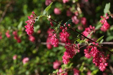 Blooming garden Stock Photos